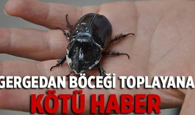 Gergedan böceği toplamayın elinizde kalır