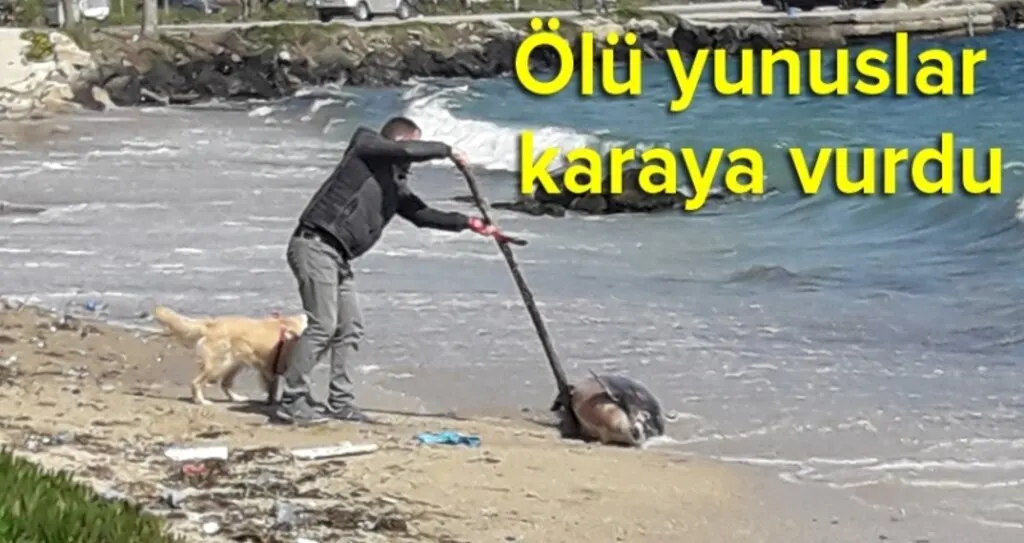 Karadeniz'e ölü yunuslar karaya vurdu