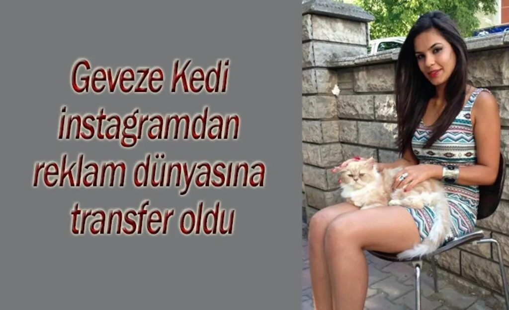 Geveze Kedi Şans transfer oldu!