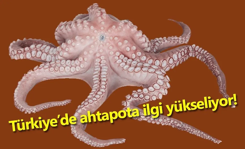 Türkiye’de ahtapota ilgi yükseliyor!