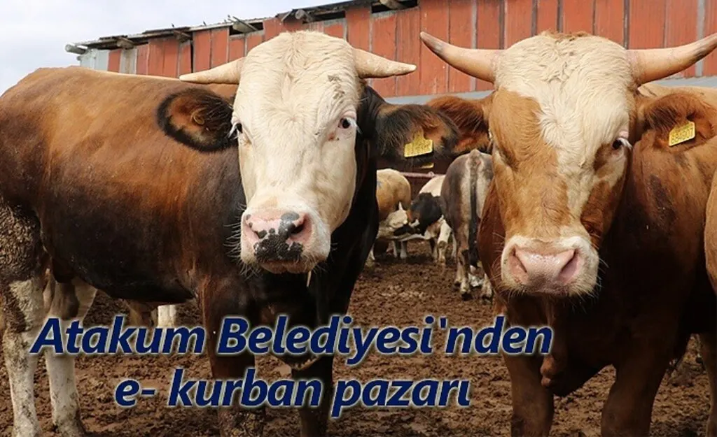 Samsun'da ilk e- kurban pazarı kuruluyor!