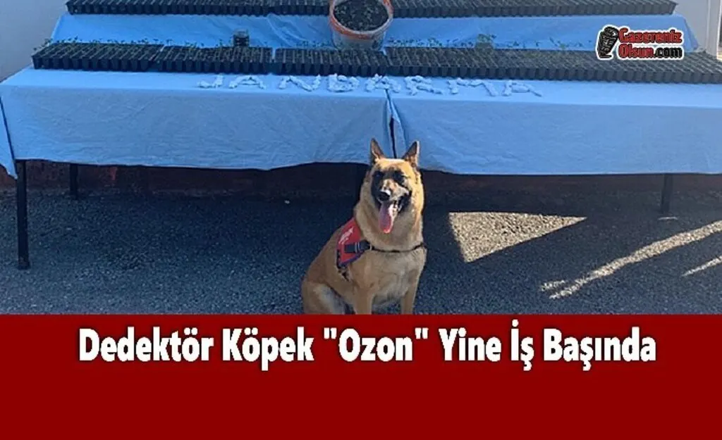 Dedektör Köpek 'Ozon' Yine İş Başında