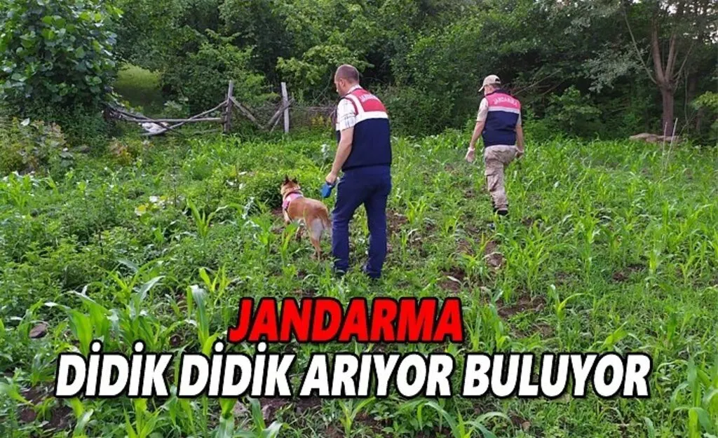Jandarma didik didik arıyor buluyor