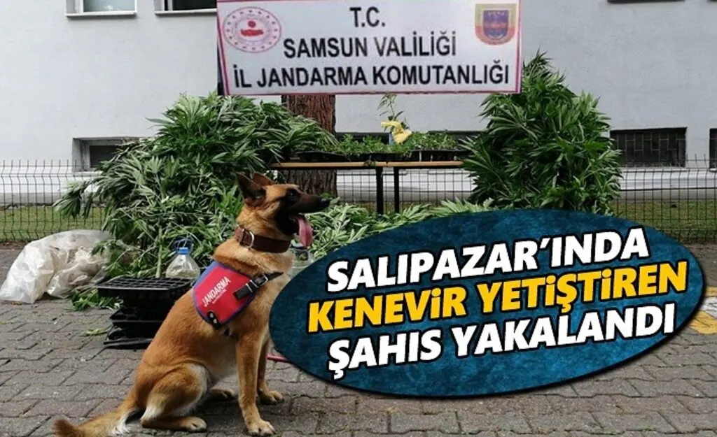 Salıpazarı'nda Kenevir yetiştiren şahıs yakalandı