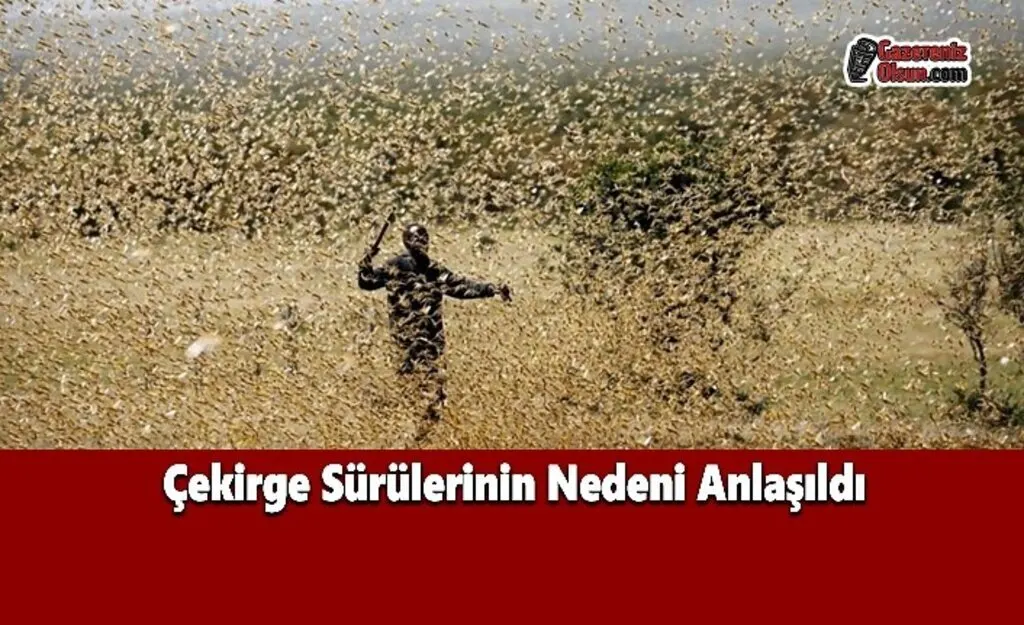 Çekirge Sürülerinin Nedeni Anlaşıldı