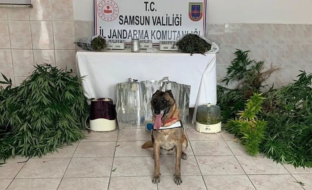 Samsun'da il jandarma göz açtırmıyor, 8 ilçe de 15 gözaltı!