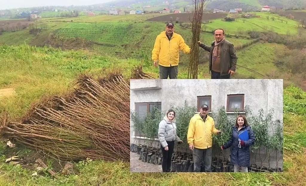Samsun'da çiftçiye badem ve muşmula fidanı