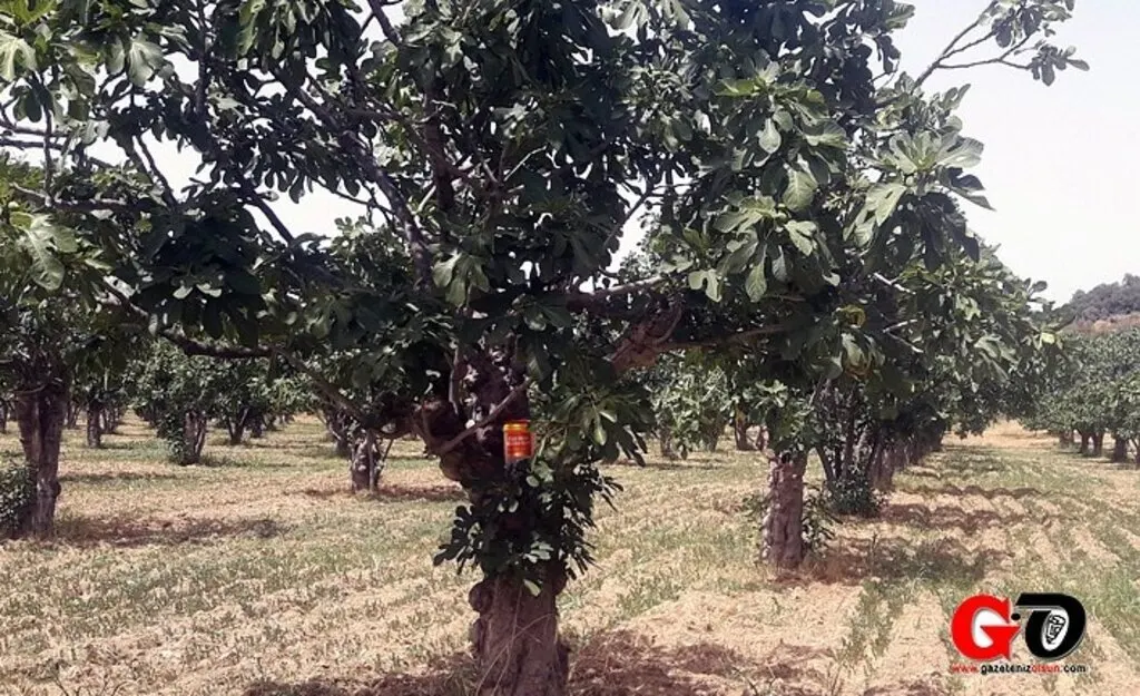 Egeli ihracatçılar üreticiye destek oluyor