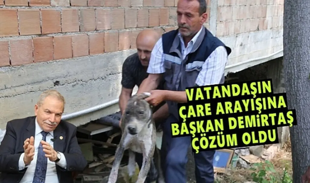 Aracın Çarptığı Köpeğin Yardımına İlkadım Koştu