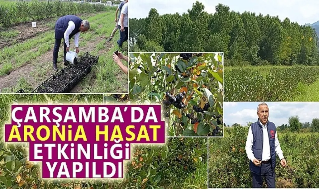 Çarşamba'da Aronia Hasat Etkinliği Yapıldı