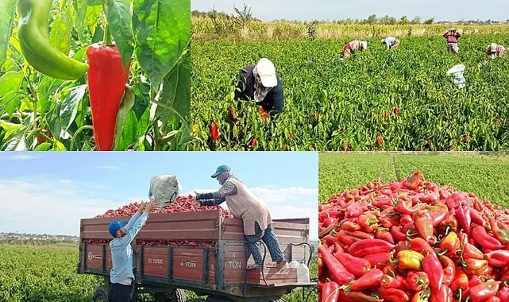 Kapya Biber Bafralı üreticilerin yüzünü güldürdü