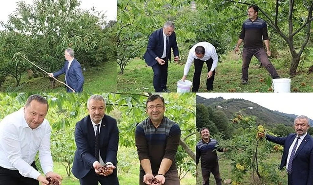 Nebiyan Kestanesinde Çeşit Analizi Devam Ediyor