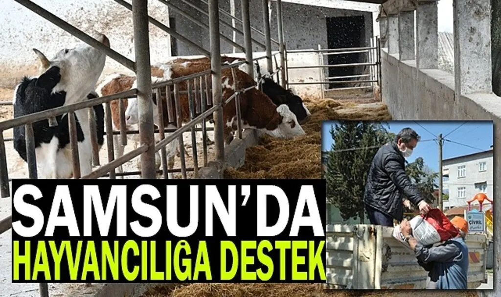 Samsun'da Hayvancılığa büyük destek