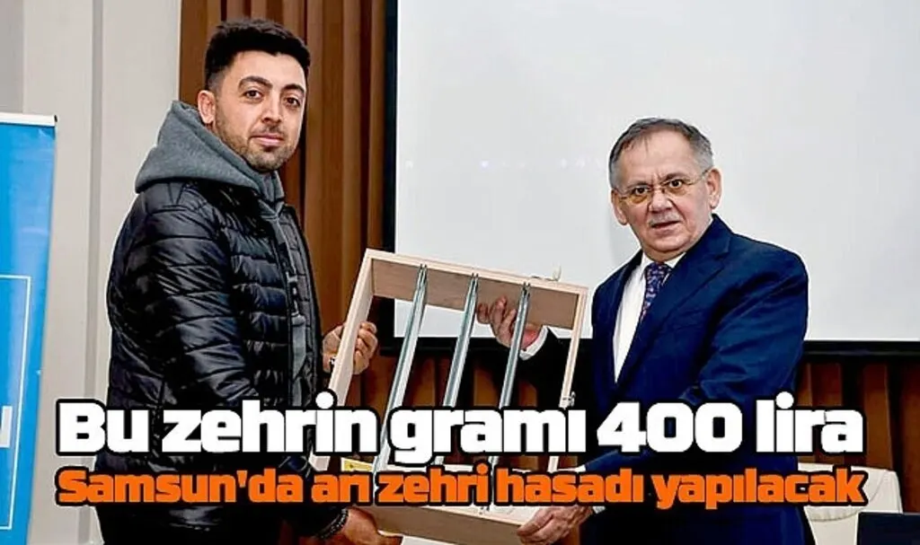 Gramı 400 lira! Samsun'da arı zehri hasadı yapılacak