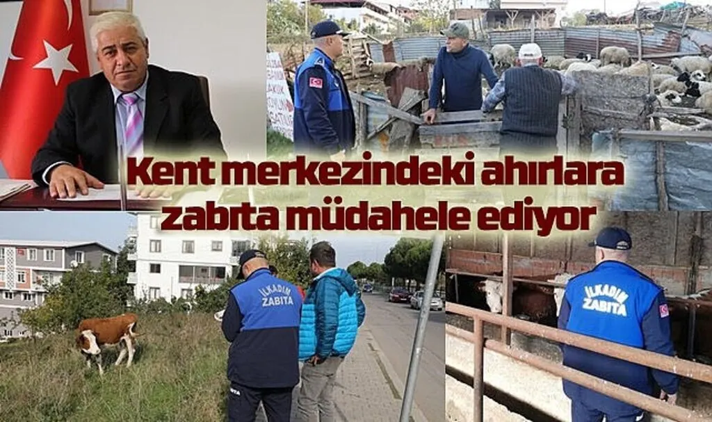 Kent merkezindeki ahırlara zabıta müdahele ediyor