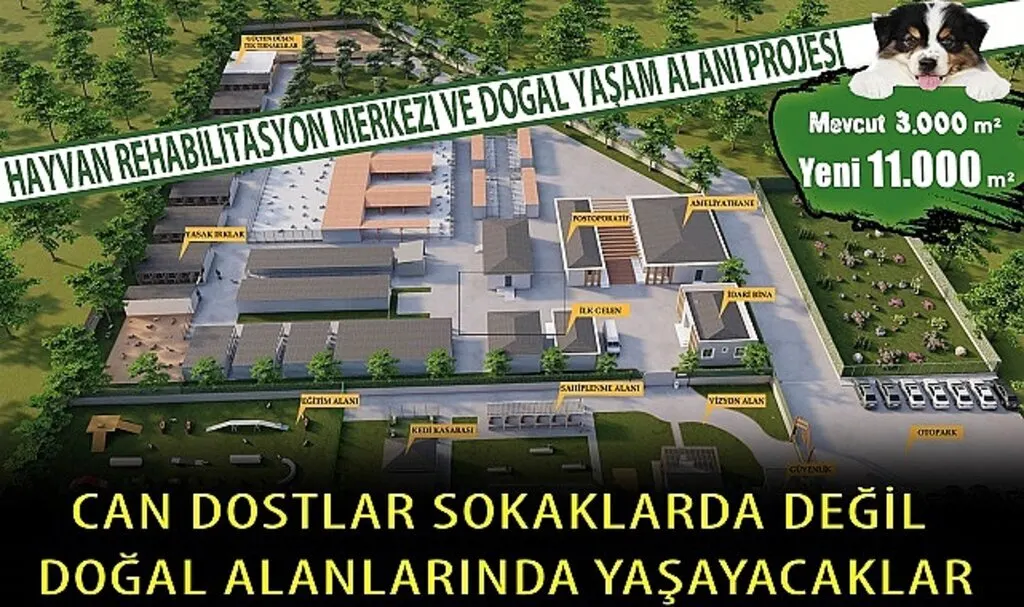 Bafra'da sokak hayvanları doğal alanlarında yaşayacaklar