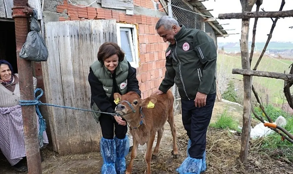 Jersey Irkında Suni Tohumlama Meyvelerini Vermeye Başladı