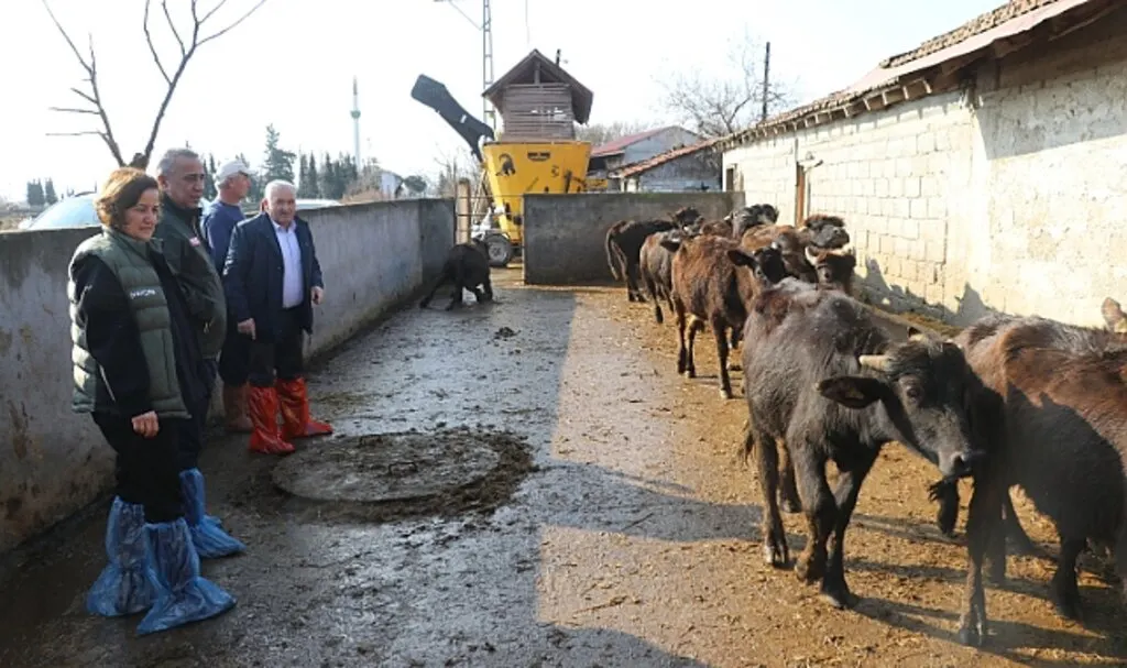Samsun'da Manda Türünde Suni Tohumlama Projesi