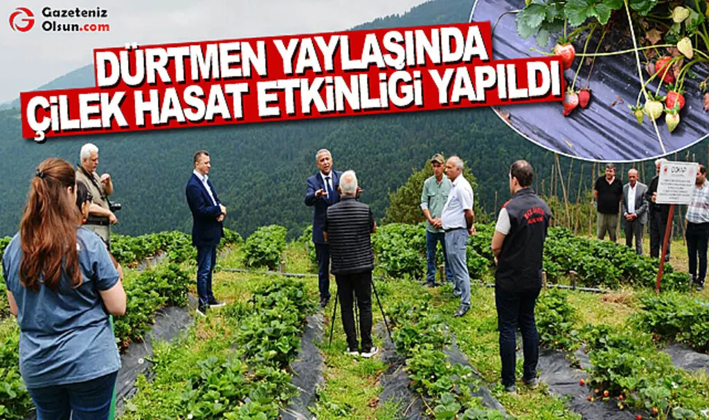 Dürtmen Yaylasında Çilek Hasat Etkinliği Yapıldı