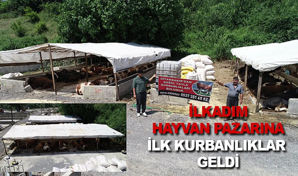 İlkadım hayvan pazarına ilk kurbanlıklar geldi