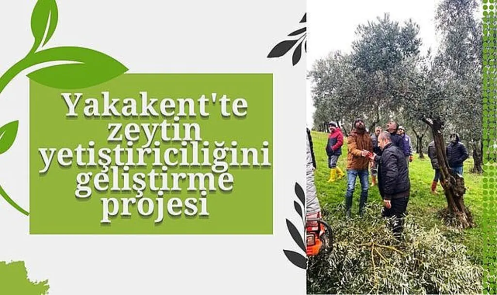 Yakakent'te zeytin yetiştiriciliğini geliştirme projesi