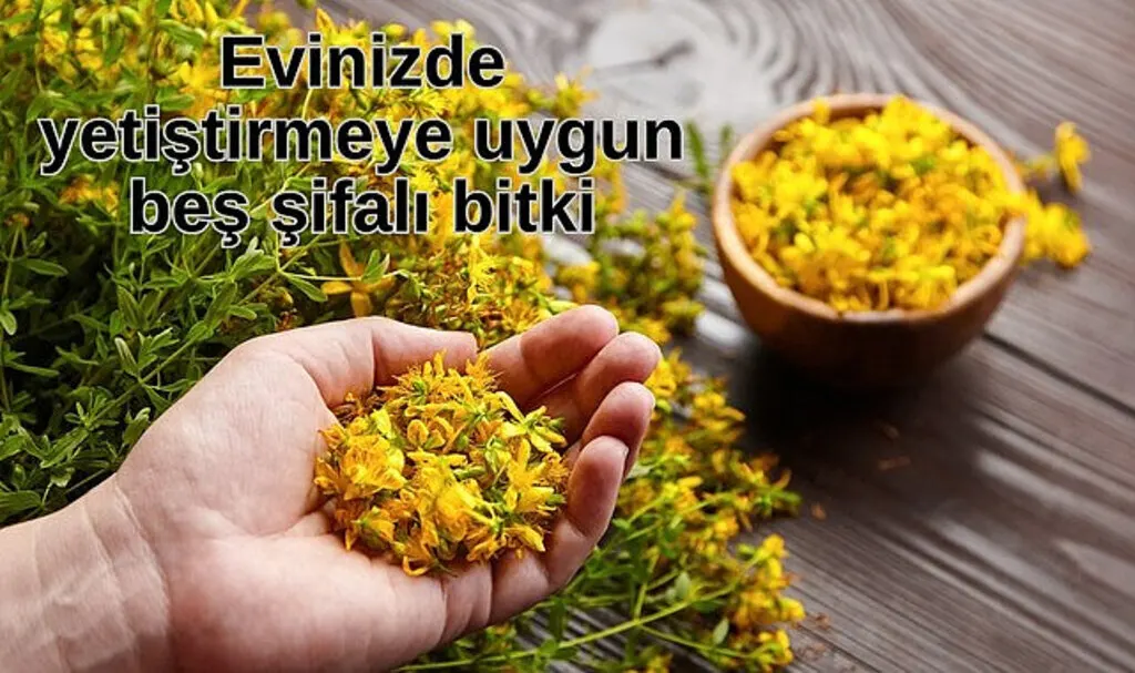 Evinizde yetiştirmeye uygun beş şifalı bitki