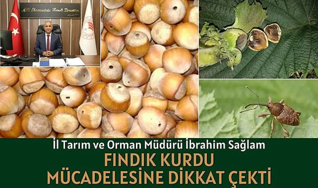 Fındık Kurdu ile Nasıl Mücadele Edilir?