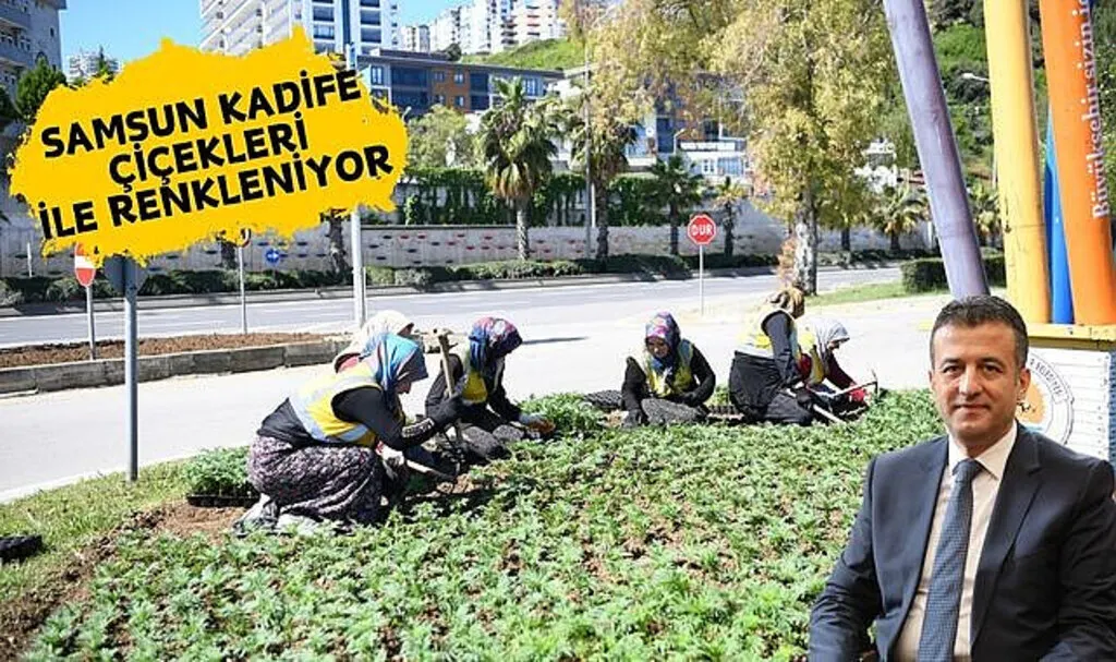Samsun kadife çiçekleri ile renkleniyor
