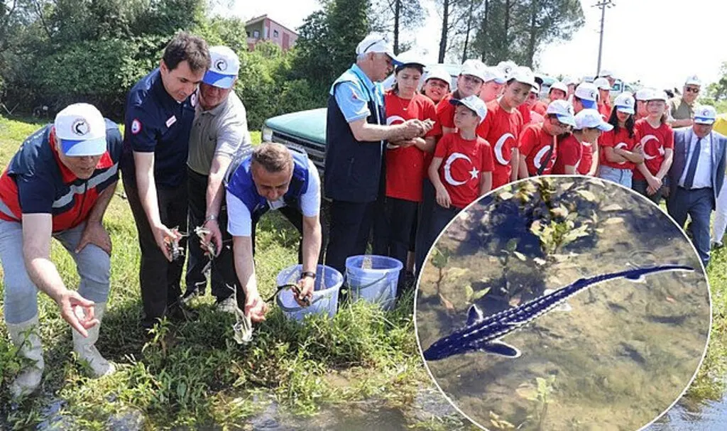 Yeşilırmak Nehri 5 bin Mersin Balığı yavrusu bırakıldı