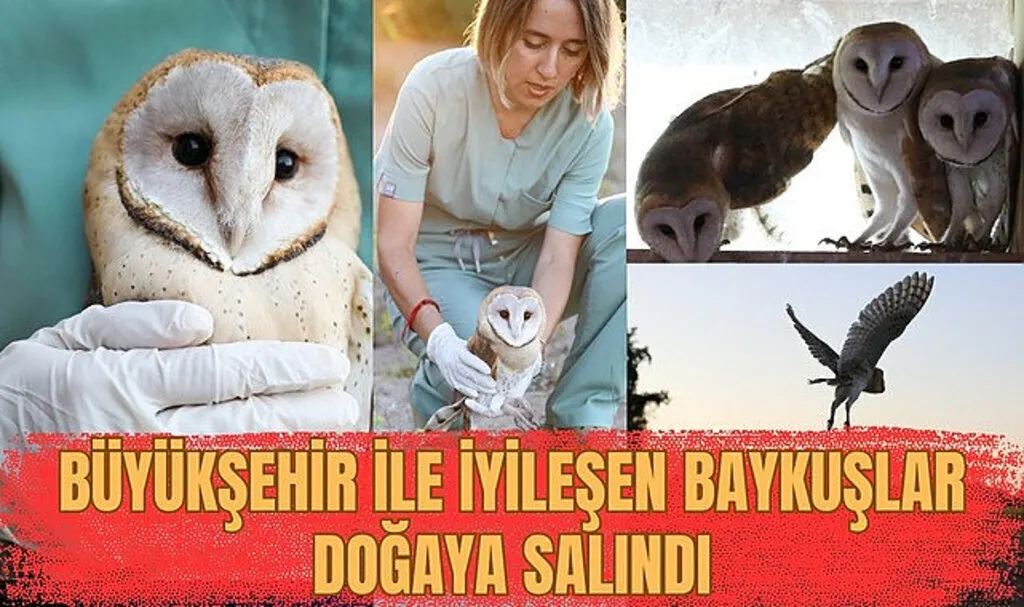 Samsun Büyükşehir Belediyesi ile iyileşen baykuşlar doğaya salındı