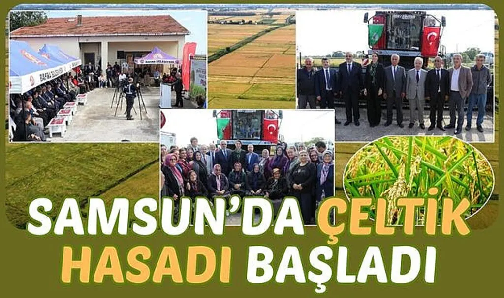 Samsun'da Çeltik Hasadı Başladı