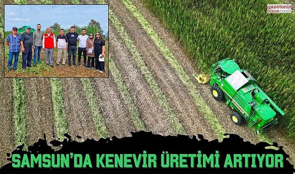 Samsun’da Kenevir Üretimi Artıyor