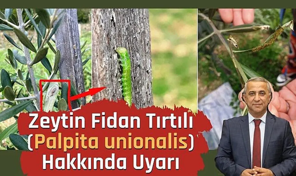 Tarım İl Müdürlüğü'nden Zeytin Fidan Tırtılı (Palpita unionalis) Uyarısı