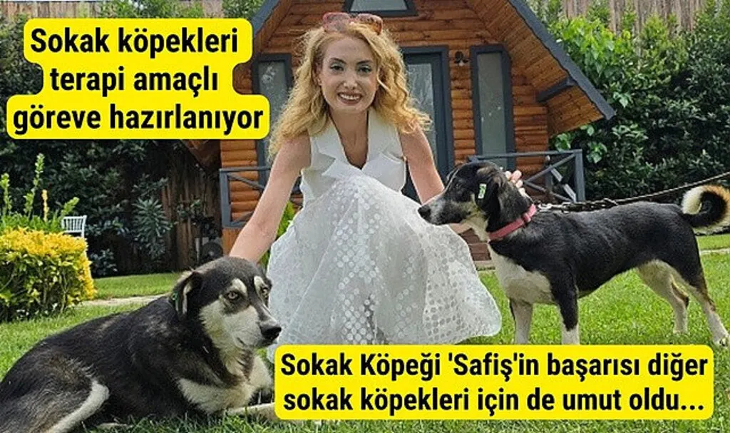 Diplomalı sokak köpekleri hastalara terapist olacak!