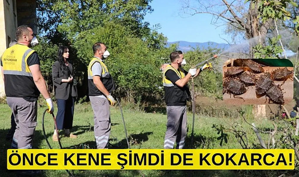 Samsun Büyükşehir Belediyesi'nden kahverengi kokarcayla mücadele