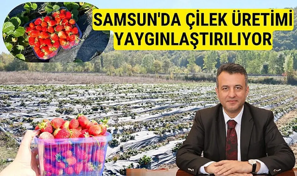 Samsun Büyükşehir Belediyesi'nin desteğiyle çilek üretimi yaygınlaşıyor