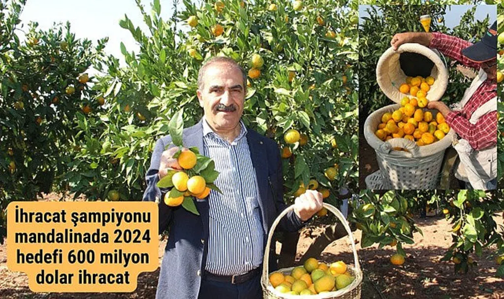 Satsuma mandalinanın ihracat yolculuğu başlıyor hedef 600 milyon dolar