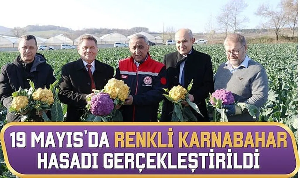 19 Mayıs'da Renkli Karnabahar Hasadı Gerçekleştirildi