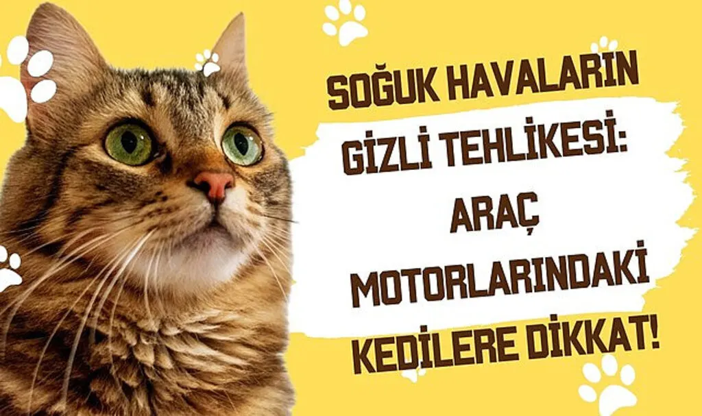 Araç Motoruna Sıkışan Kedi Nasıl Çıkarılır?