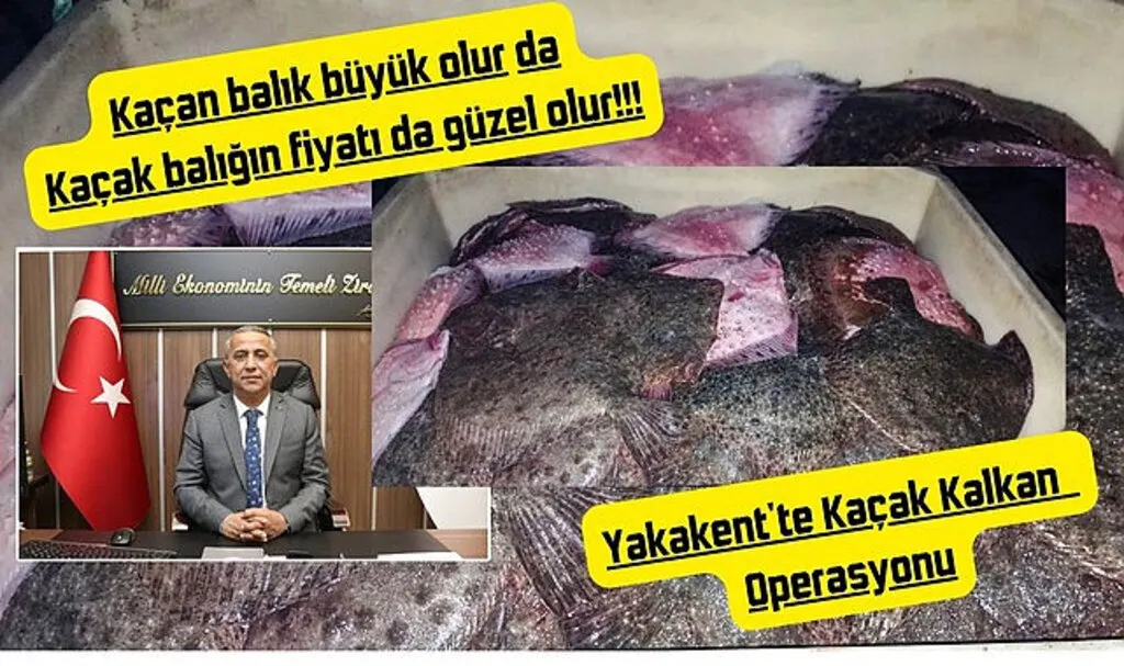 Yakakent'te Kaçak Kalkan Balığı Operasyonu - Samsun Haber