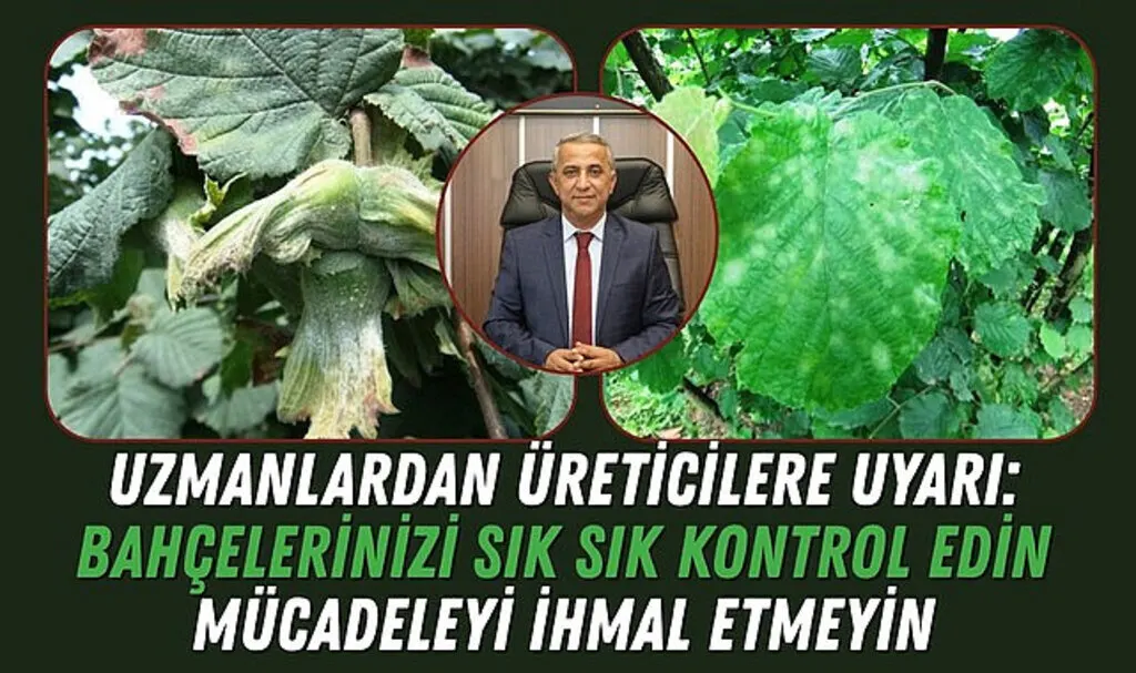 Samsun’da Fındık Bahçelerinde Külleme Alarmı