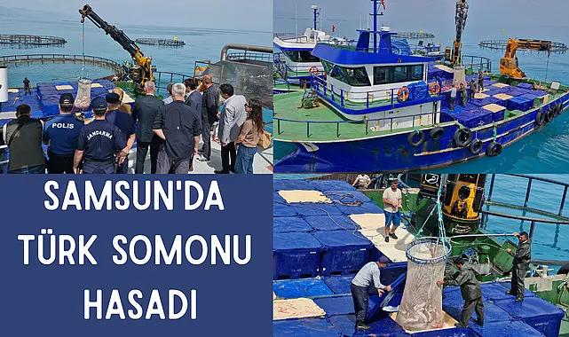 Samsun'da Türk Somonu hasadı