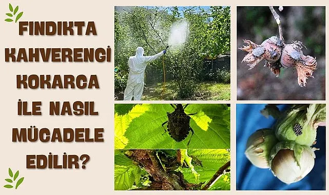 Fındıkta Kahverengi Kokarca ile Nasıl Mücadele Edilir?