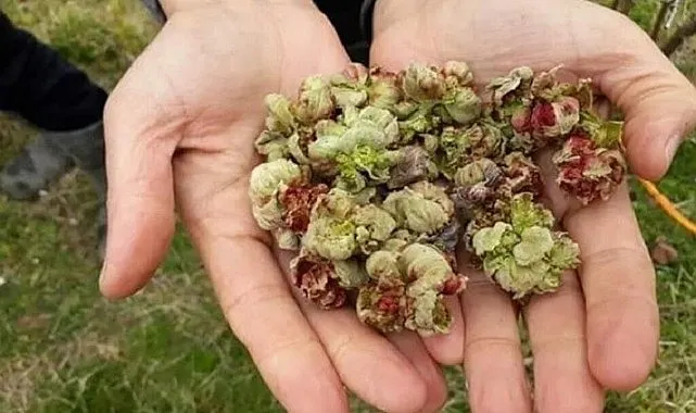 Samsun'da mevsimlik fındık toplama ücreti ne kadar? Terme Ziraat Odası duyurdu