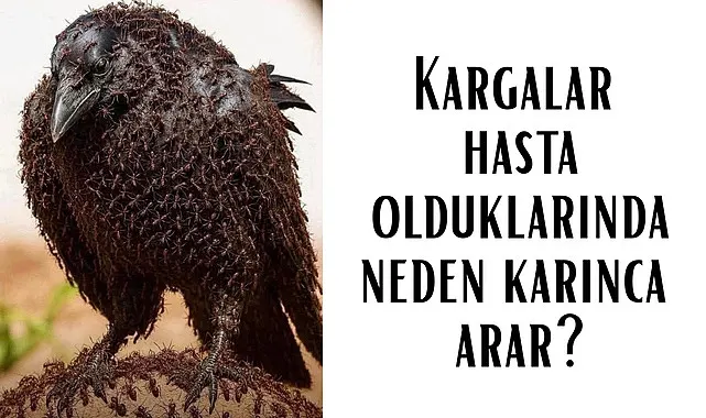 Kargalar hasta olduklarında neden karınca arar?