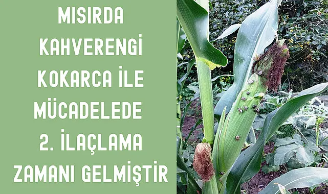 Mısırda Kahverengi Kokarca ile Mücadelede 2. İlaçlama Zamanı Gelmiştir