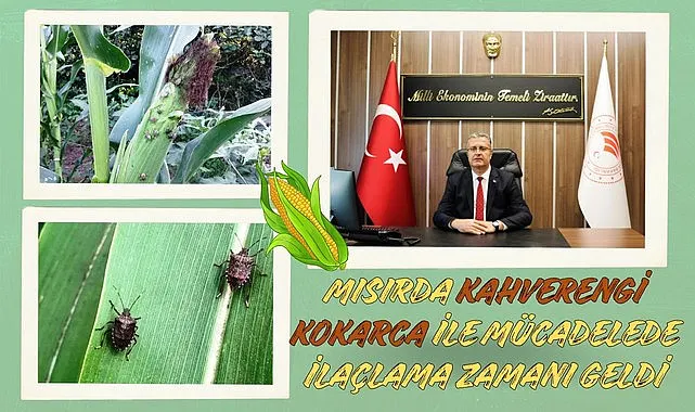 Mısırda Kahverengi Kokarca İle Mücadelede İlaçlama Zamanı Geldi