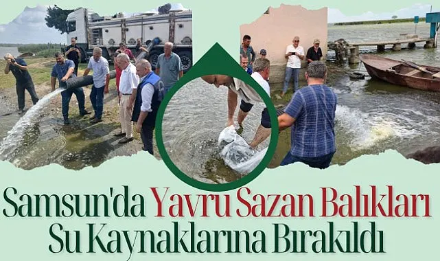 Samsun'da Yavru Sazan Balıkları Su Kaynaklarına Bırakıldı