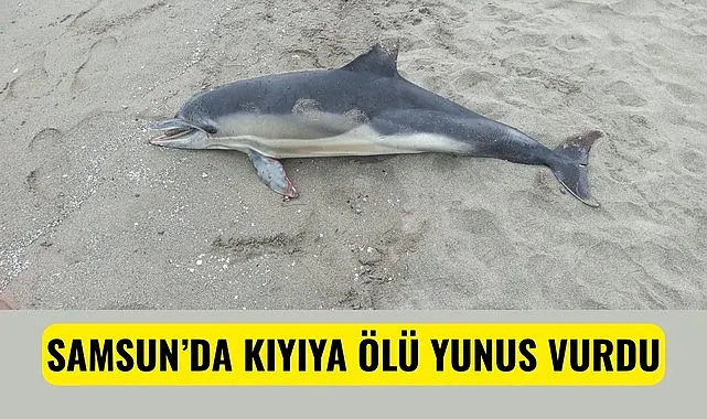 Samsun’da Atakum ilçesinde sahile ölü bir yunus vurdu