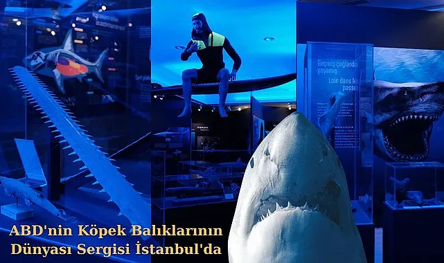 ABD'nin Köpek Balıklarının Dünyası Sergisi İstanbul'da